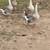 Goose family and Guineas 4 thumbnail