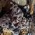Millipedes 4 thumbnail
