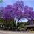 Jacaranda trees Purple rain 1 thumbnail