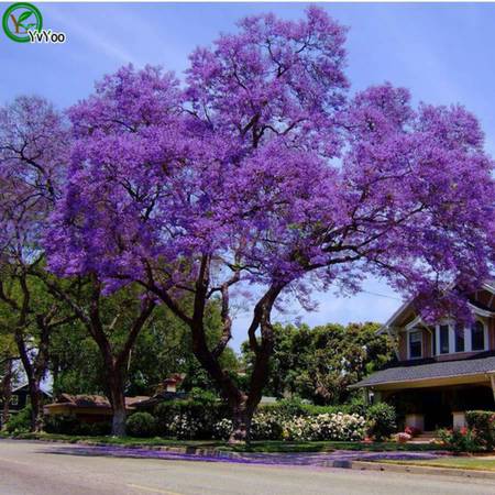 Jacaranda trees Purple rain 1