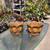Make Offer! New Matching Metal Cabbage Rectangual Planter 1 thumbnail