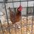 Free Chickens 3 thumbnail