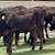 Wagyu & Wagyu Angus Cross Feeder Steers 10 thumbnail