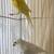 russian singing canaries 2024-2025 2 thumbnail