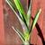 Bromeliads - cold hardy tropical plants 21 thumbnail