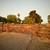 Timber Gates 2 thumbnail