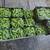 Okra Fresh 1 thumbnail