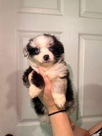 Australian shepherds 1