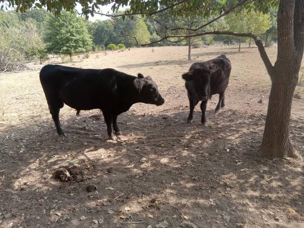 2 bulls 1
