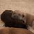 Cane Corso pups for adoption 3 thumbnail