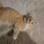 Orange cat 3 thumbnail