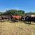1st and 2nd period bred cattle 1 thumbnail