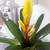 Colorful plants in cermic planters 6 thumbnail