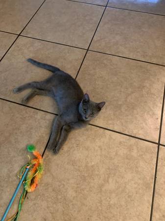 Necesito encontrar un nuevo hogar para tres hermosos gatitos (San José)