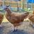 Laying Hens, Chicks, Hatching Eggs, Brooder Box 2 thumbnail