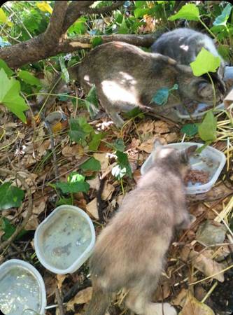 Feeding 8 ferals (Tacoma)573826348216504327