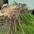 Carrillo's Stump Grinding**same day service available. 16 thumbnail