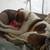 Handsome young hound mix 3 thumbnail