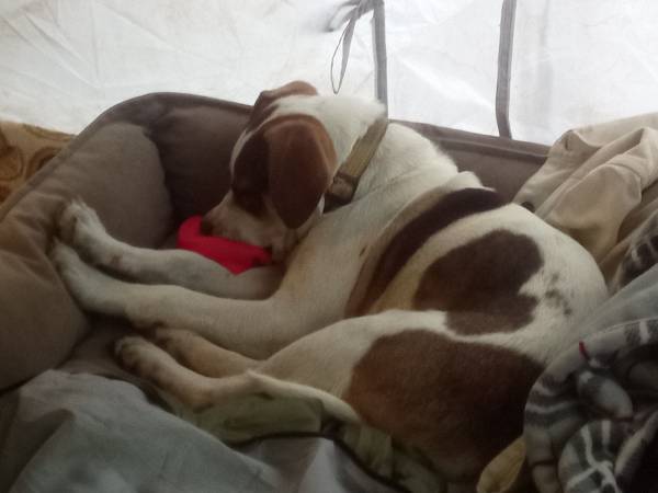 Handsome young hound mix (Bothell)588696339497635842