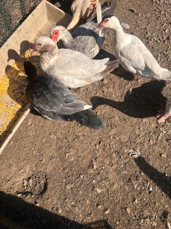 Muscovy ducks 1