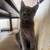 five month old kittens to be rehomed 2 thumbnail