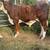 Braford Bull 5 thumbnail