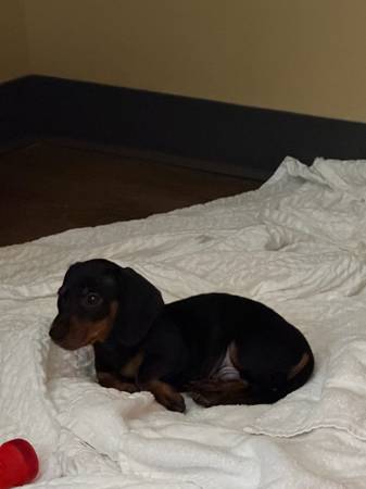 mini dachshund 1