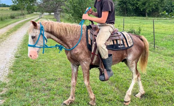 Registered Missouri Foxtrotter Stallion 1