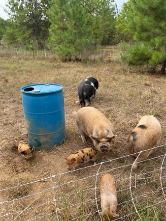 Kune Kune pigs 1