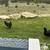 Chickens Laying Hens 8 thumbnail