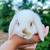 Mini Lop Bunny 1 thumbnail