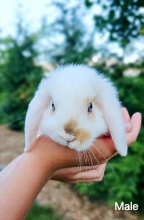 Mini Lop Bunny 1