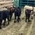 Charolais angus and red 1 thumbnail