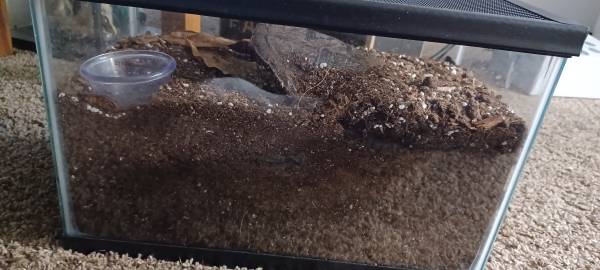 Zebra striped knee(Aphonopelma seemanni) with 5 gallon enclosure (Sioux falls)63928323514627120