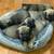 Cane Corso 4 thumbnail