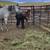 TWH weanlings 3 thumbnail