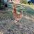 Egg laying Hens available! 5 thumbnail