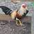 Game Chickens 6 thumbnail