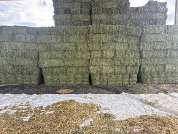 1st cutting alfalfa 1
