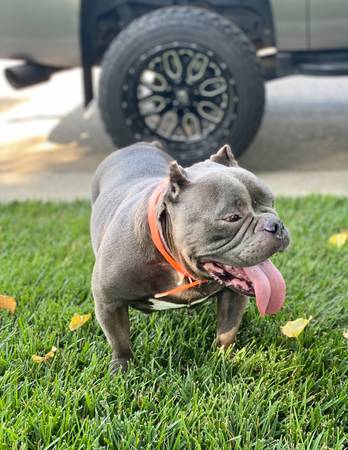 American (Visalia)63873028503681121