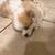 Male Pom 1 thumbnail