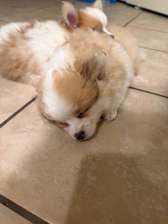 Male Pom 1
