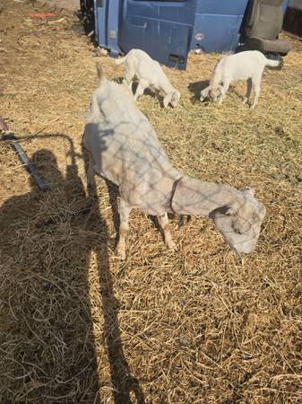 goats 1