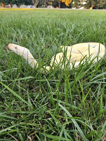 Female Albino Granite Burmese Python (Hillsboro)63967976699779121