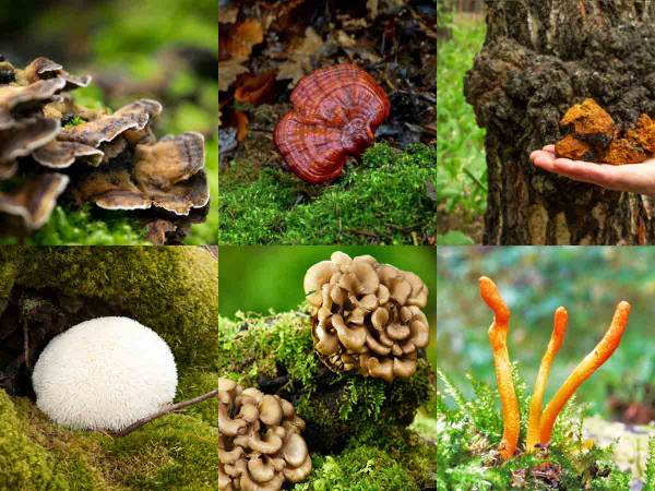 Custom  Mushroom Blends Made to Order 1