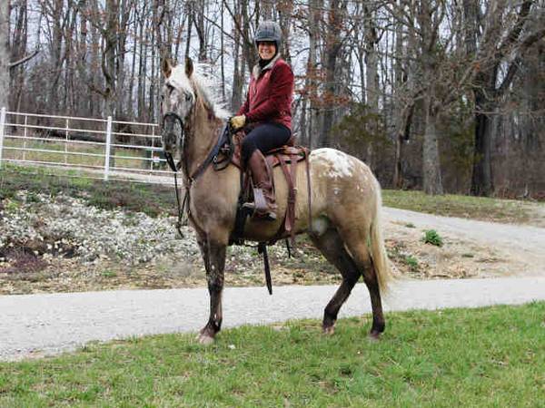 CORAZON – 16 YEARS OLD APPALOOSA AND PASO FINO GELDING 1