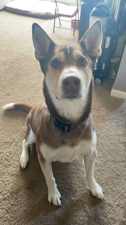 Husky/Lab and tuxedo cat.63670824426625121