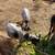 Nigerian wethers 2 thumbnail