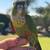 Conure babies 1 thumbnail