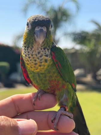 Conure babies 1